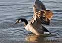 Branta canadensis